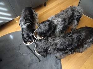 samen verjaardagstaart eten